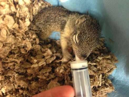 Το σκιουράκι και ο σκυλος