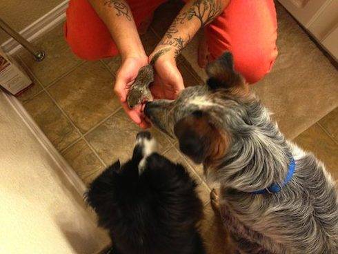 Το σκιουράκι και ο σκυλος