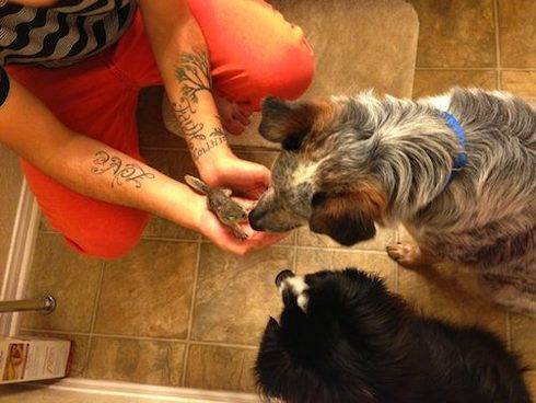 Το σκιουράκι και ο σκυλος