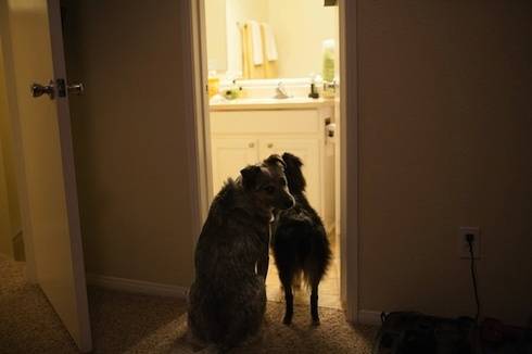 Το σκιουράκι και ο σκυλος