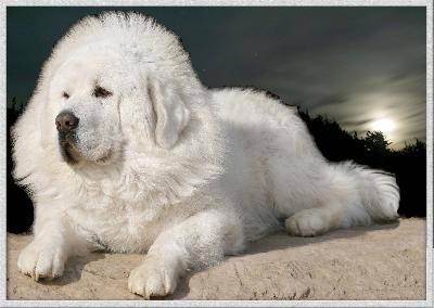 Τα θιβετιανά μάστιφ 