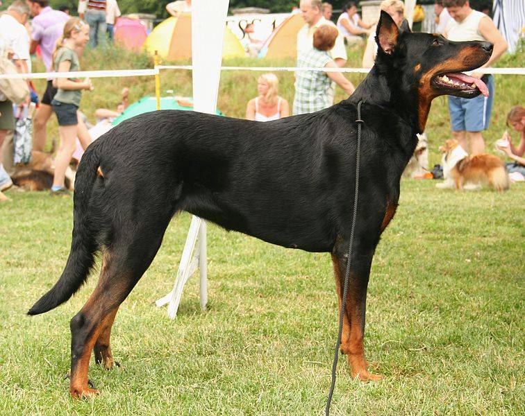 τσοπανόσκυλο του Beauceron