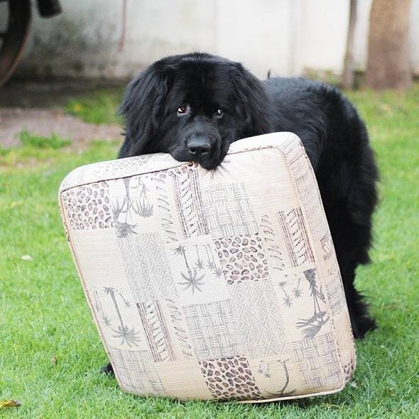 τεράστια σκυλιά