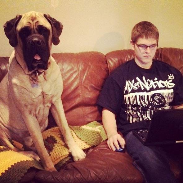 τεράστια σκυλιά