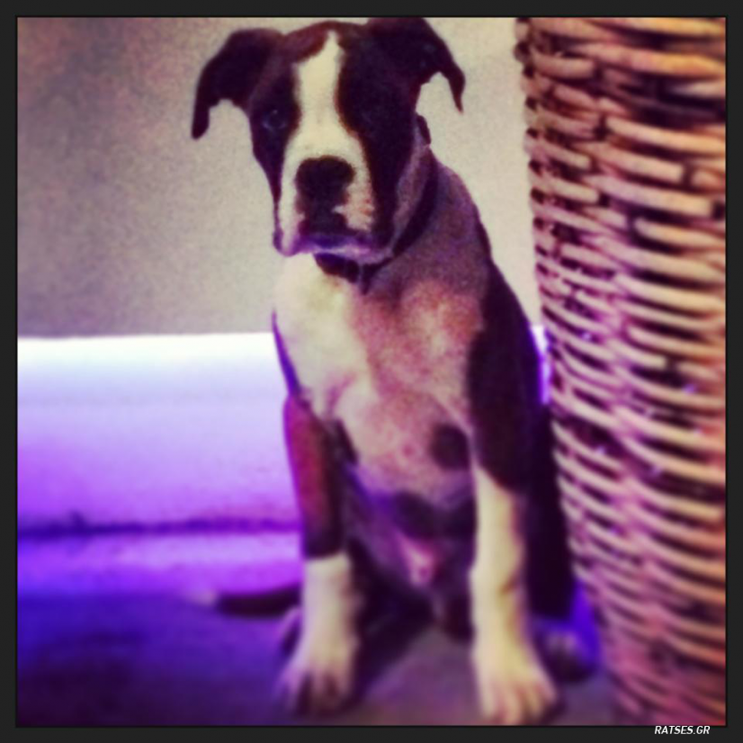 Caramello εσυ Superstar