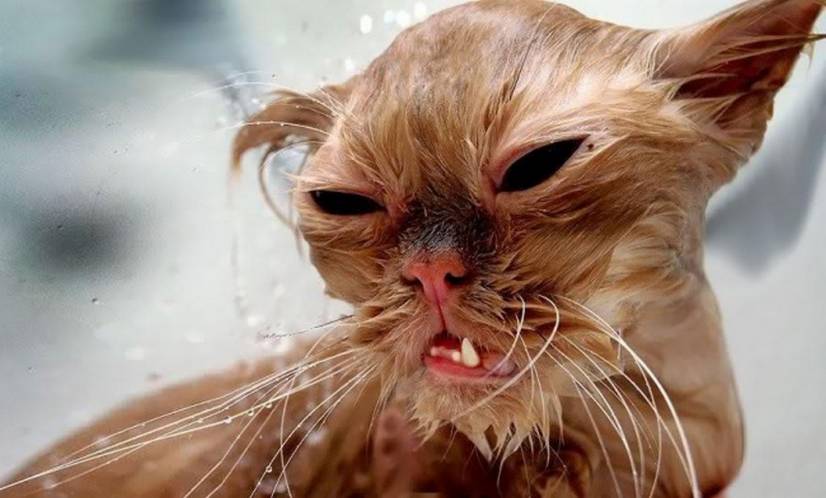 Funny wet cat pics