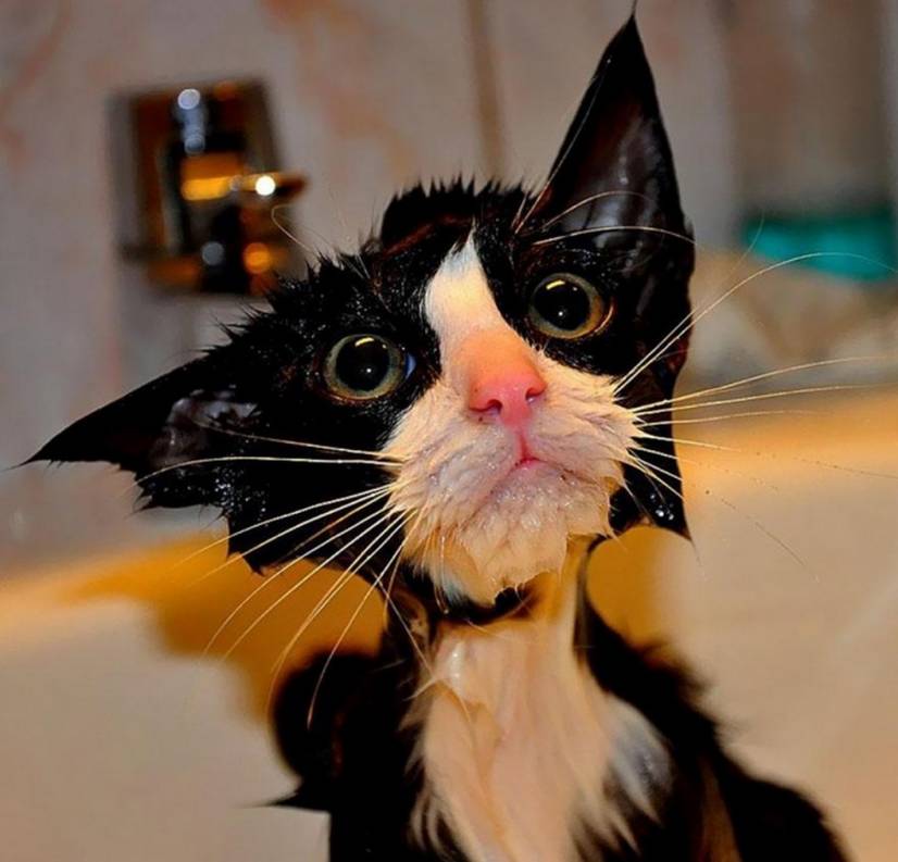 Funny wet cat pics