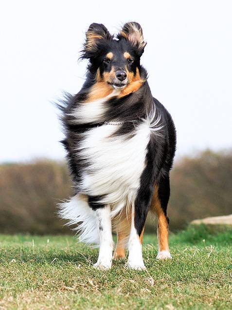 Σκυλια με υπέροχα μαλλια