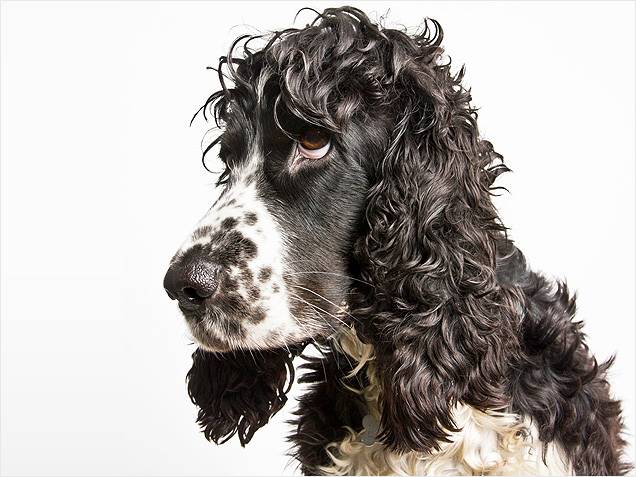 Σκυλια με υπέροχα μαλλια