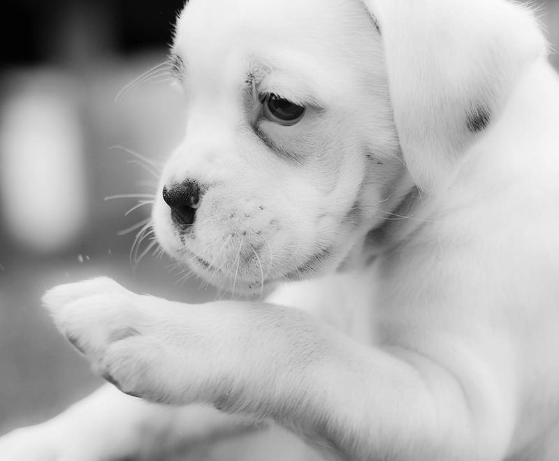 Φατσούλες απο κουταβάκια