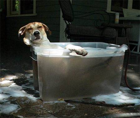 Funny wet dog pics 