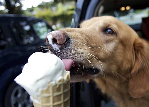 Σκυλια τρώνε παγωτο