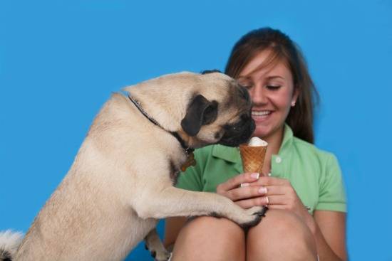 Σκυλια τρώνε παγωτο