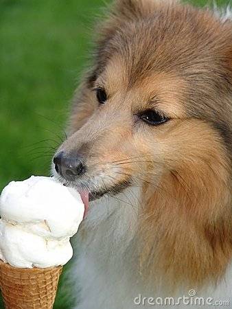 Σκυλια τρώνε παγωτο