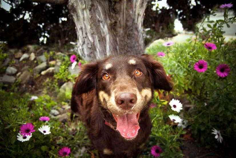Ο σκυλος και τα λουλουδια