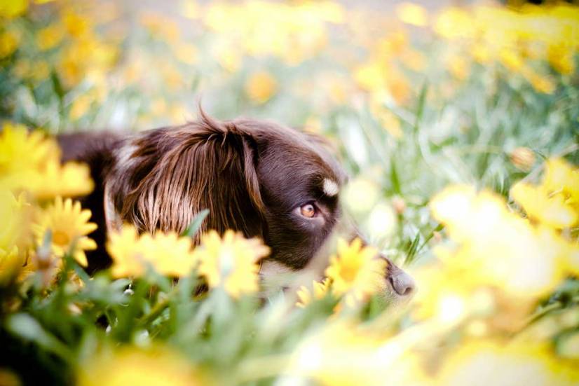 Ο σκυλος και τα λουλουδια