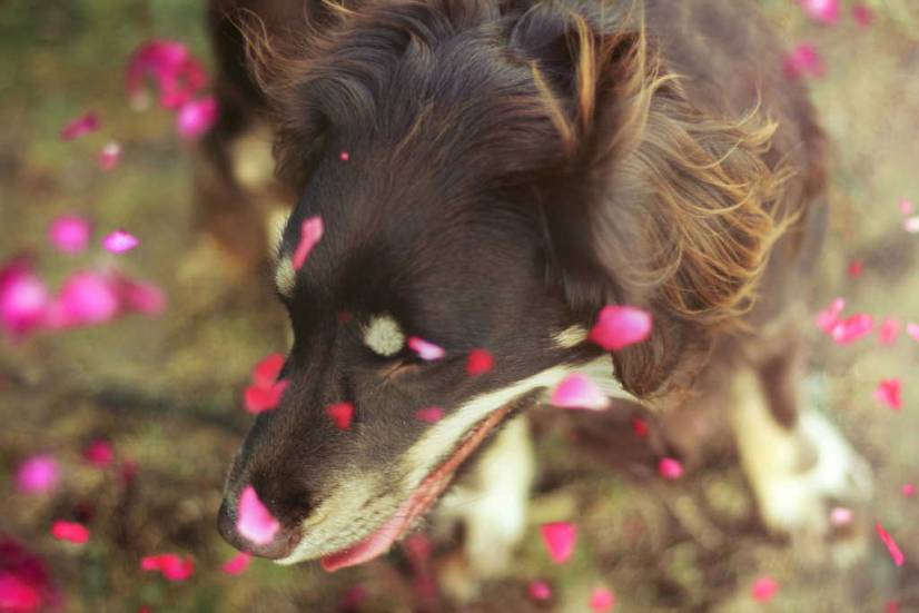 Ο σκυλος και τα λουλουδια
