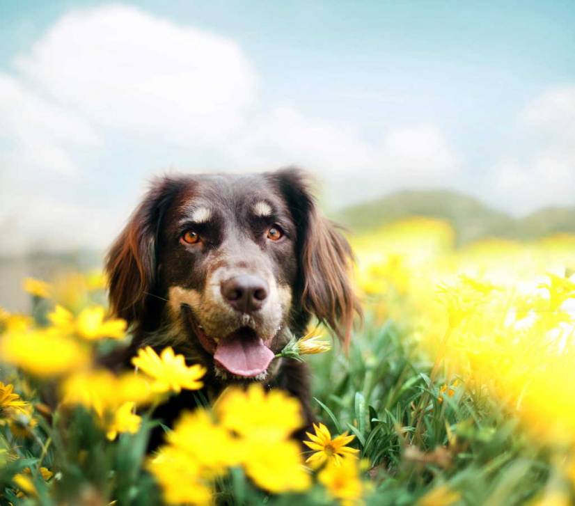 Ο σκυλος και τα λουλουδια