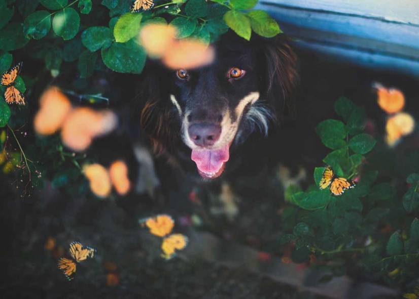Ο σκυλος και τα λουλουδια