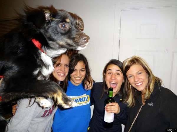 Dog Photo Bombs
