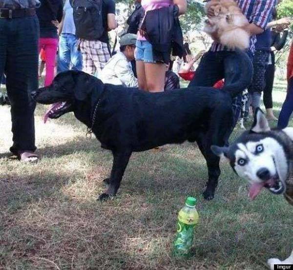 Dog Photo Bombs