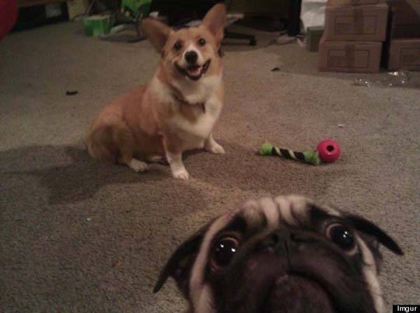 Dog Photo Bombs