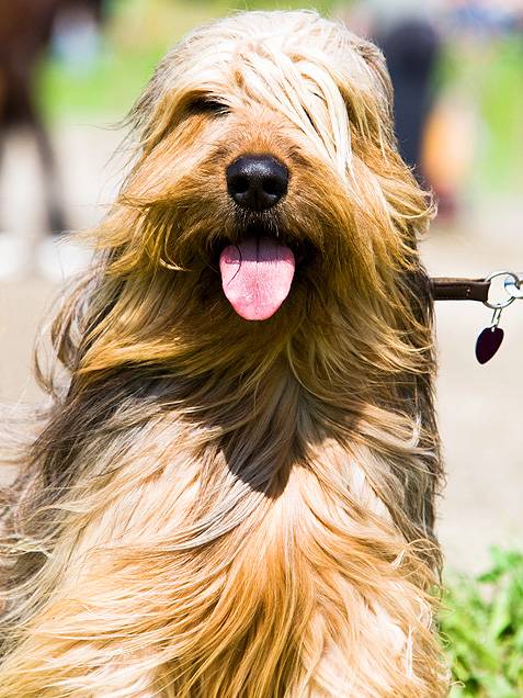 Σκυλια με υπέροχα μαλλια