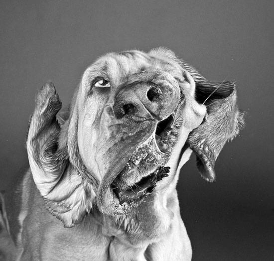 Σκυλια σε αργή κίνηση