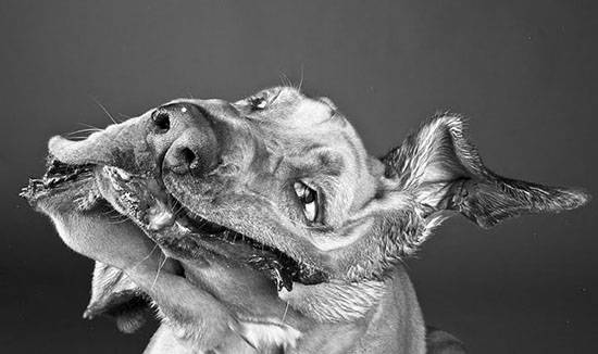 Σκυλια σε αργή κίνηση