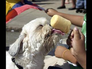 Σκυλια τρώνε παγωτο