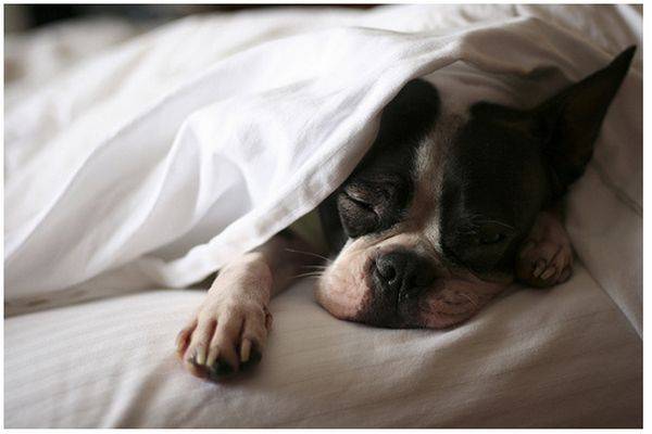 υπνος κρεβάτι και σκυλος