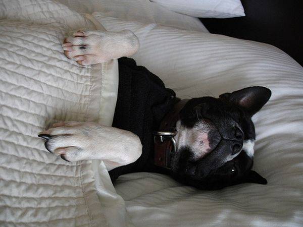 υπνος κρεβάτι και σκυλος