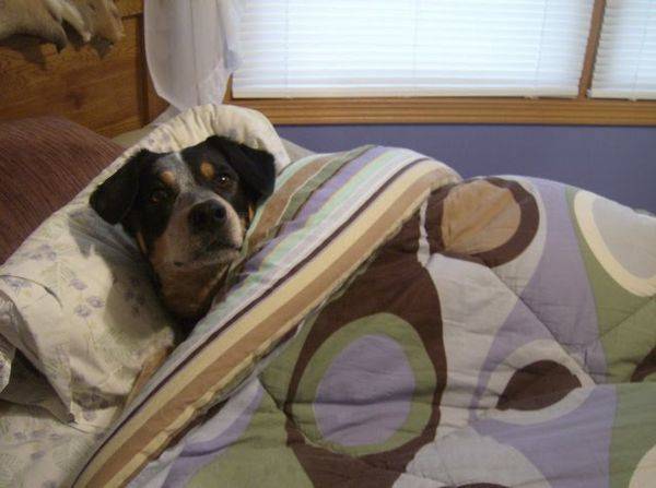 υπνος κρεβάτι και σκυλος