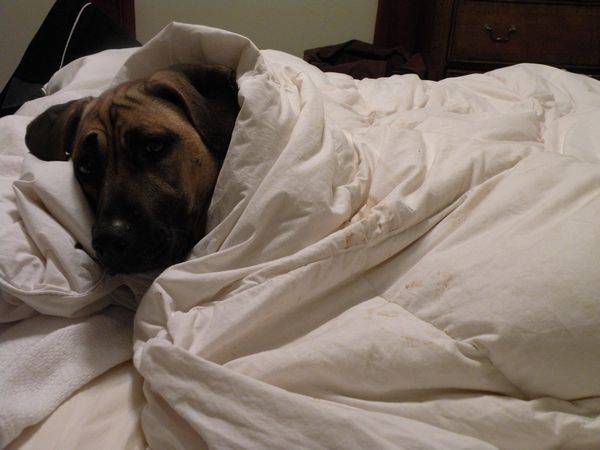 υπνος κρεβάτι και σκυλος