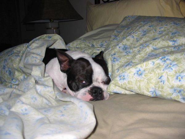 υπνος κρεβάτι και σκυλος