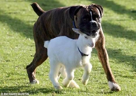 Το αρνάκι και το Μπόξερ 