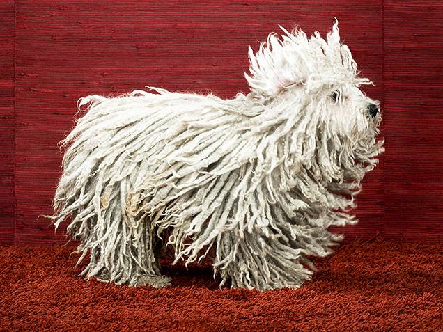 Σκυλια με υπέροχα μαλλια