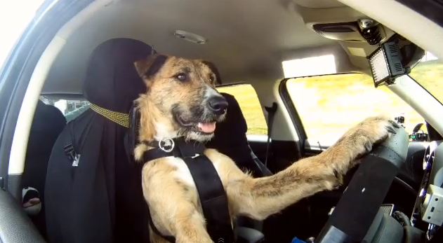 σκυλος οδηγεί αυτοκίνητο