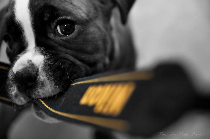 Φατσούλες απο κουταβάκια