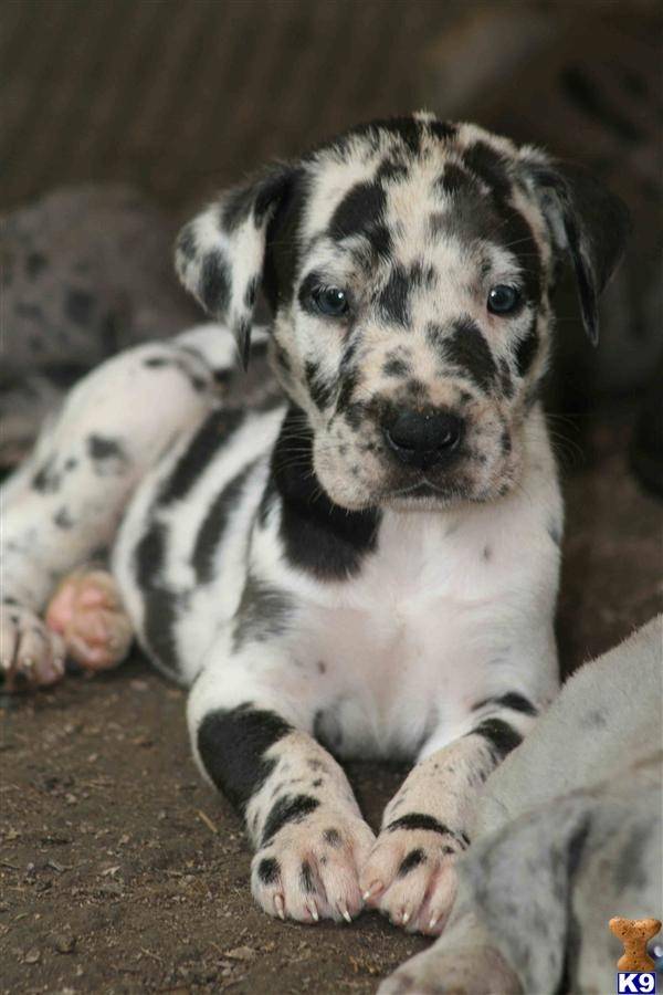 Catahoula Leopard Dog