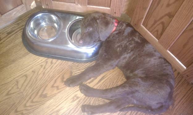 Puppies in Food Coma