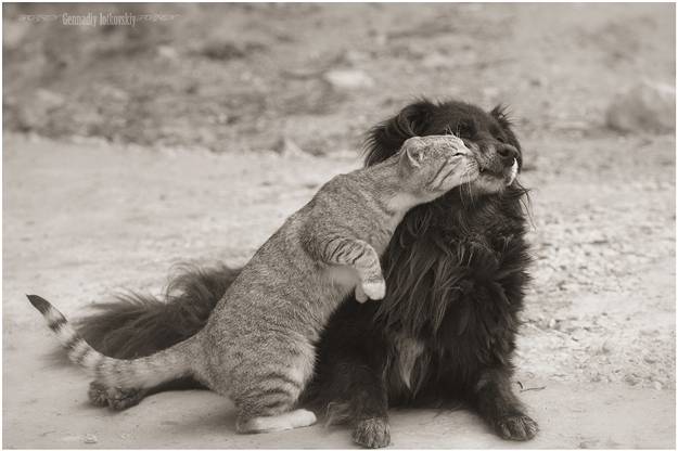 Γάτα και Σκύλος