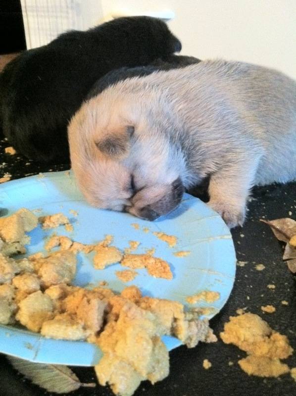 Puppies in Food Coma