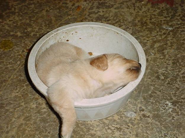 Puppies in Food Coma