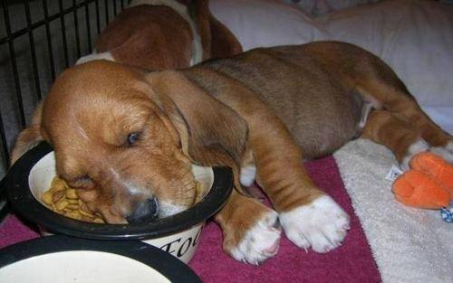 Puppies in Food Coma