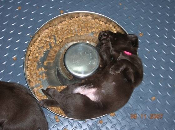 Puppies in Food Coma