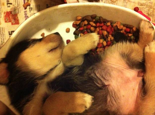 Puppies in Food Coma