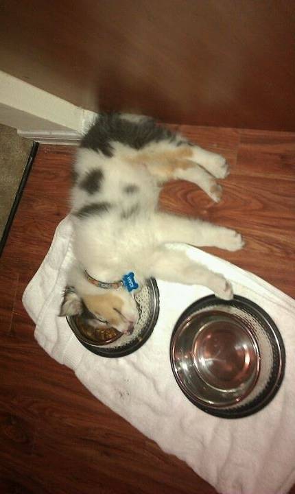 Puppies in Food Coma