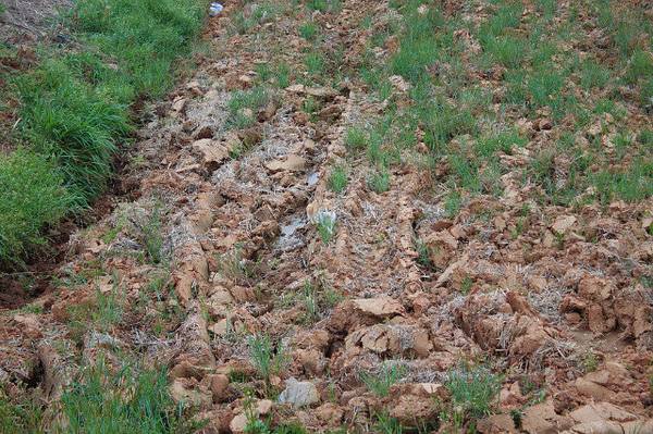 Βρες την γάτα