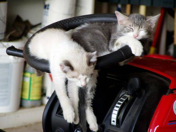 Όταν τα ζώα τεμπελιάζουν